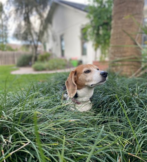 Dog Walking Palm Bay