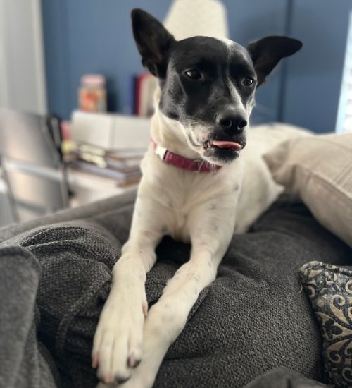 Drop-In Pet Sitting Visits Palm Bay ​