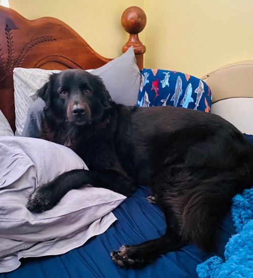 Overnight Pet Care​ Palm Bay