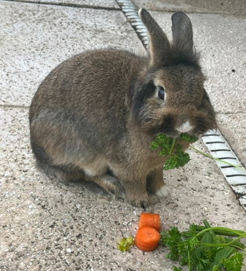 Small Farm Animal Care Palm Bay ​